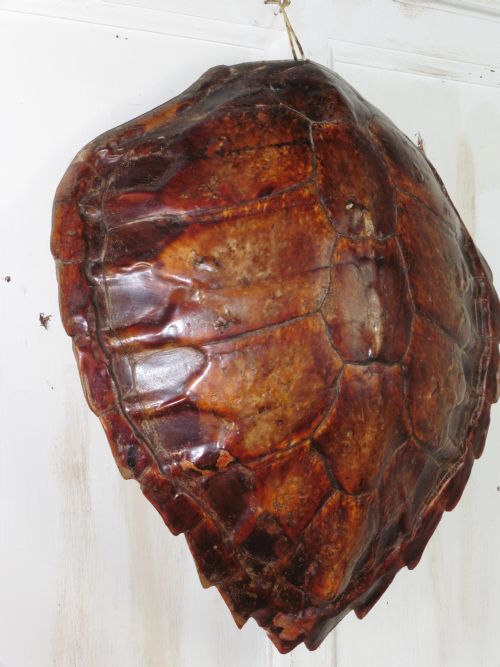 fig 1. Large Turtle Shell
