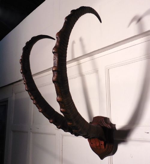 A Large Pair of Ibex Antlers Trophy,