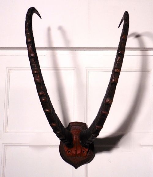 fig 1. A Large Pair of Ibex Antlers Trophy,
