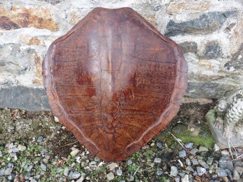 Large Antique Turtle Shell