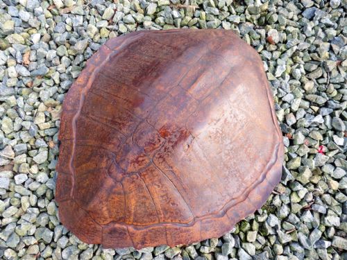 fig 1. Large Antique Turtle Shell