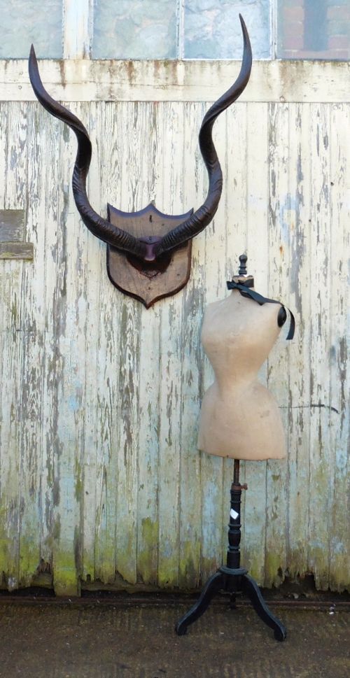 A Large Pair of African Kudu Horns Trophy, Mounted on an Oak Plaque