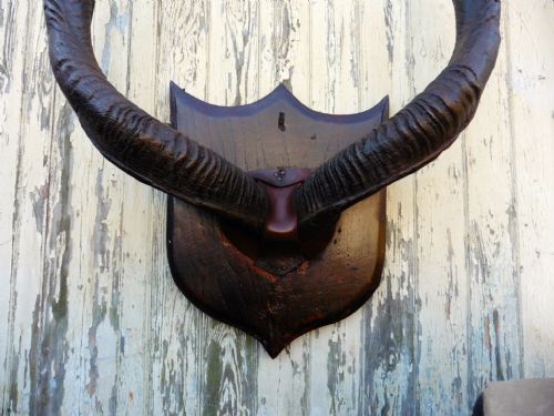 fig 1. A Large Pair of African Kudu Horns Trophy, mounted on an Oak Plaque 