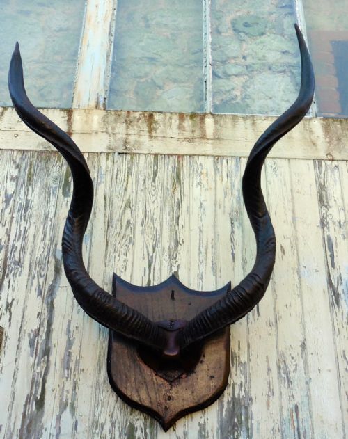 fig 2. A Large Pair of African Kudu Horns Trophy, mounted on an Oak Plaque 