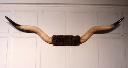 Massive Set of Longhorn Cow Horns, Wall Trophy