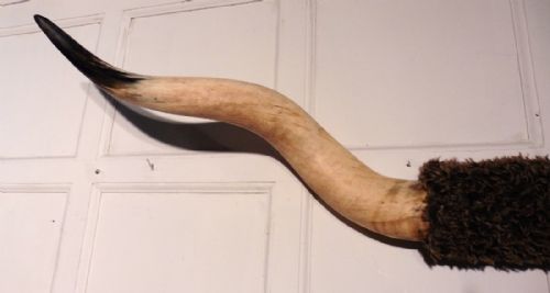 fig 1. Massive Set of Longhorn Cow Horns, Wall Trophy