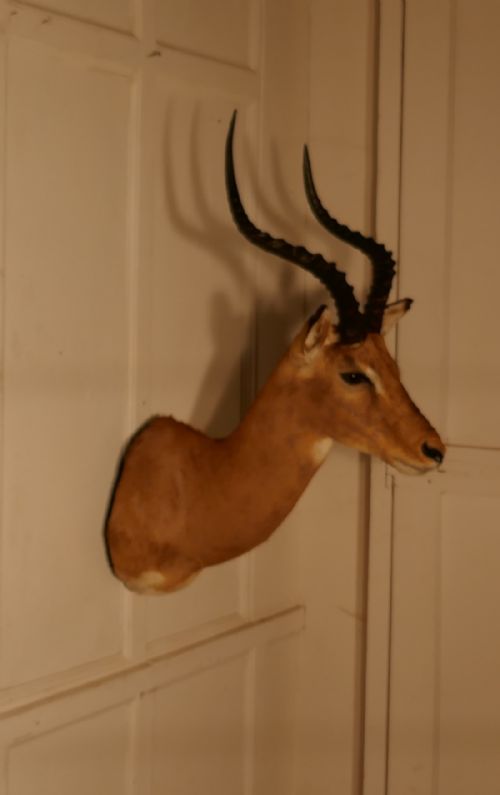 fig 1. A 19th Century Impala Head, Hunting Trophy