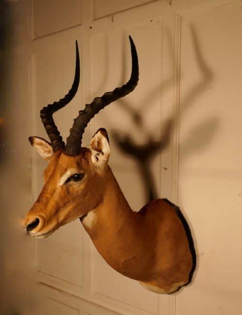 fig 2. A 19th Century Impala Head, Hunting Trophy