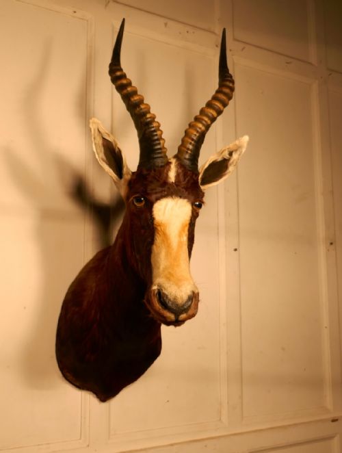 A 19th Century African Antelope Head, Hunting Trophy