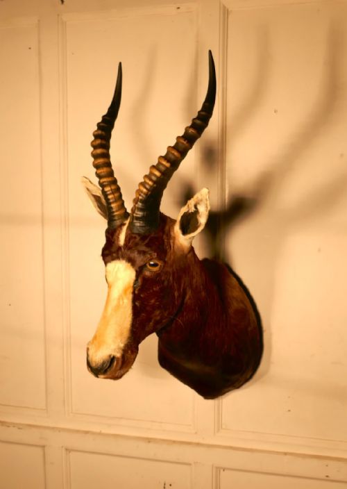 fig 1. A 19th Century African Antelope Head, Hunting Trophy   