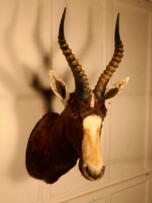 fig 2. A 19th Century African Antelope Head, Hunting Trophy   