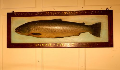 Mounted Taxidermy of a Trout from the River Trent 1922
