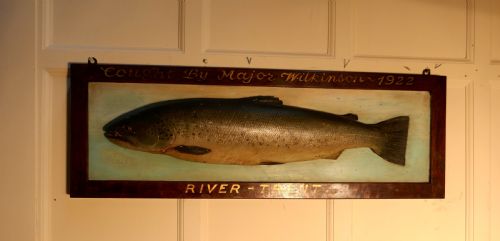 fig 1. Mounted Taxidermy of a Trout from the River Trent 1922