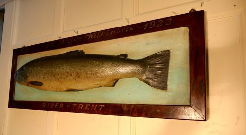 fig 2. Mounted Taxidermy of a Trout from the River Trent 1922