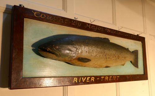 fig 3. Mounted Taxidermy of a Trout from the River Trent 1922