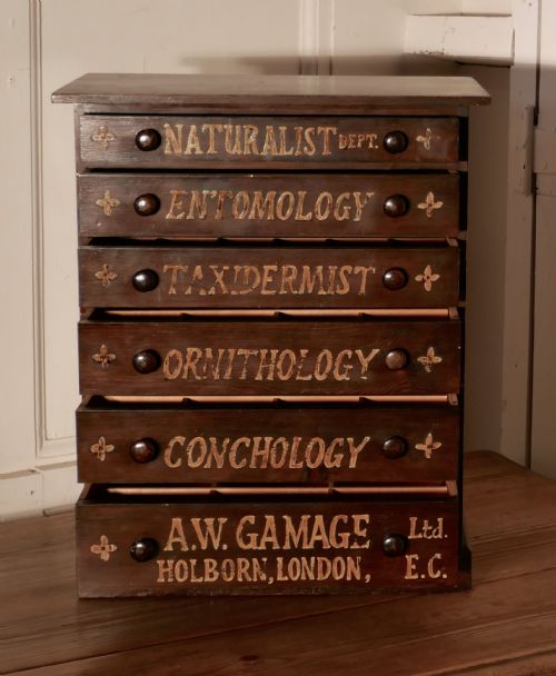 Small Natural History Collectors Cabinet, Drawers by a W Gamage Ltd