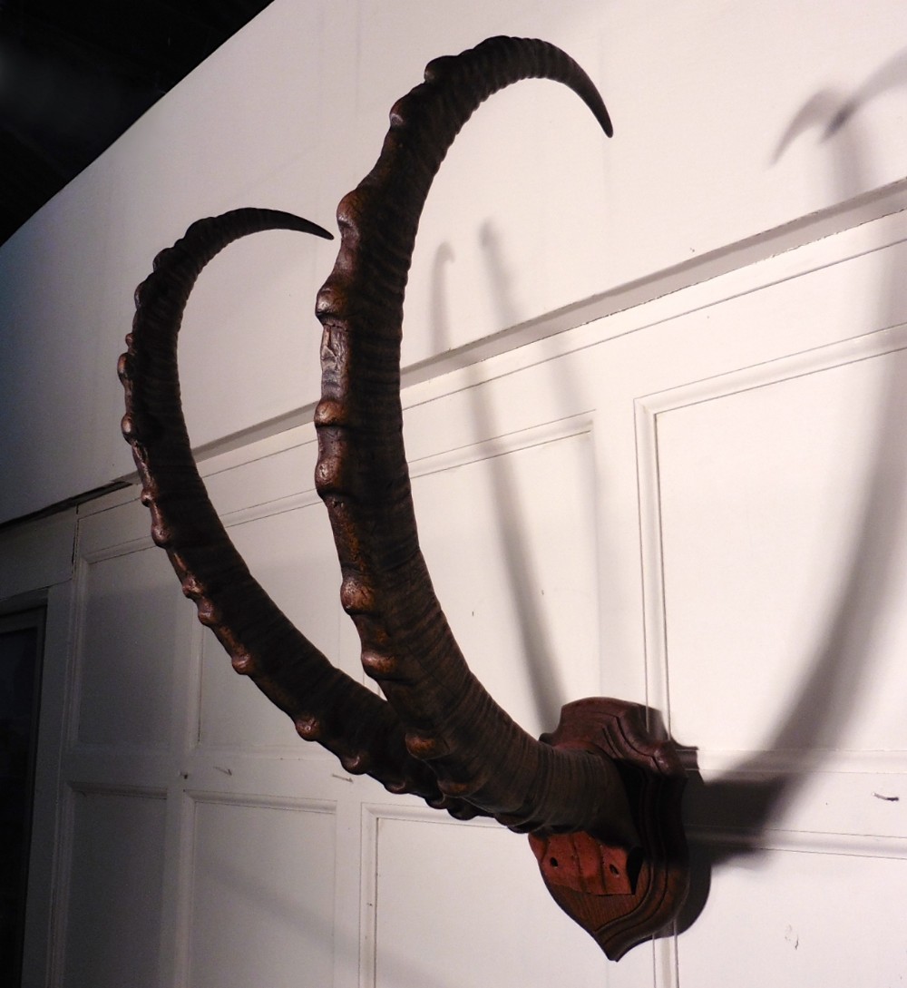 A Large Pair of Ibex Antlers Trophy, 