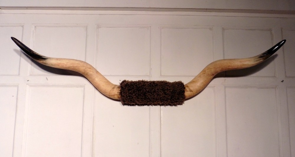 Massive Set of Longhorn Cow Horns, Wall Trophy 