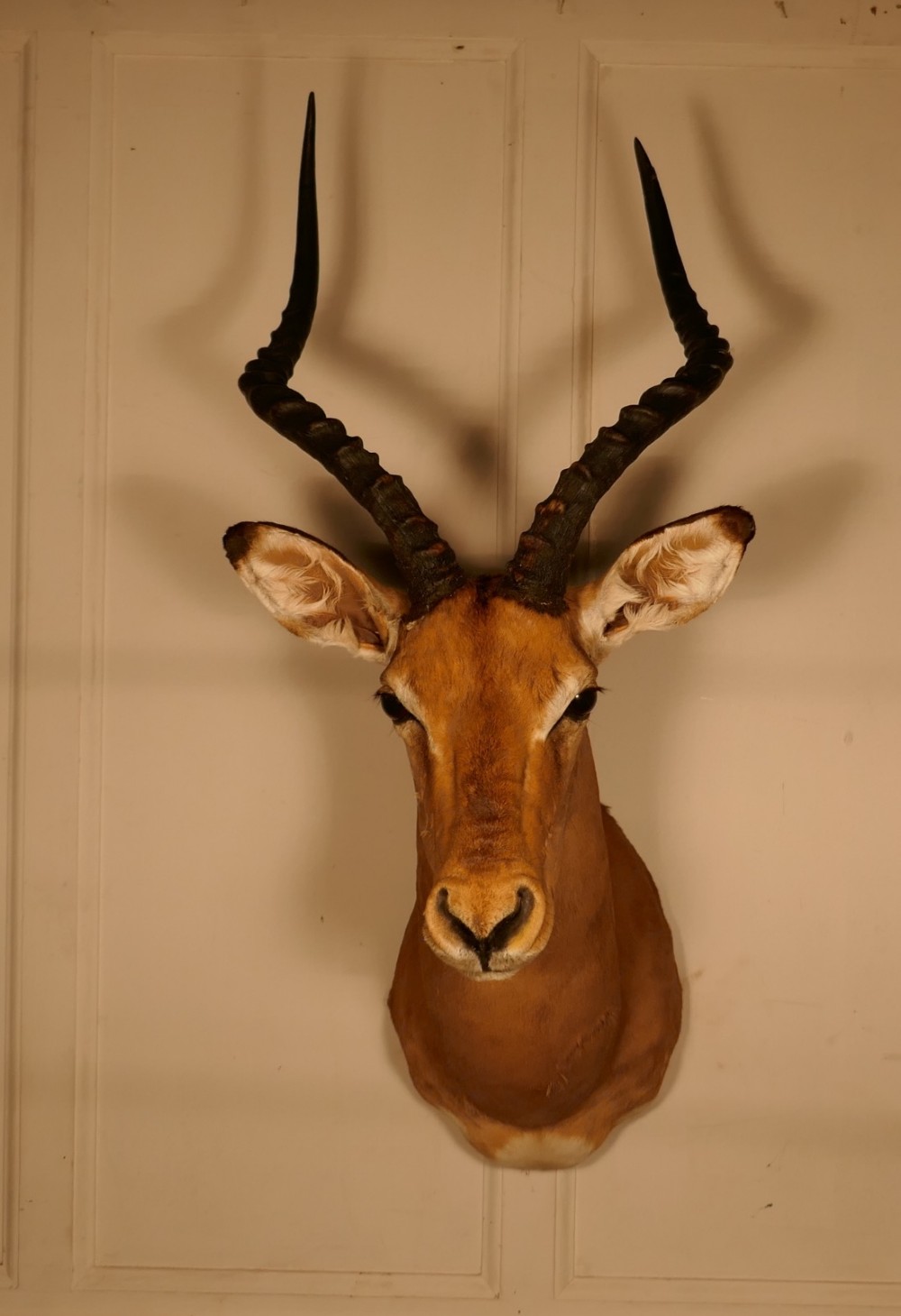 A 19th Century Impala Head, Hunting Trophy   