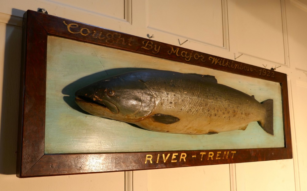 Mounted Taxidermy of a Trout from the River Trent 1922 View IV