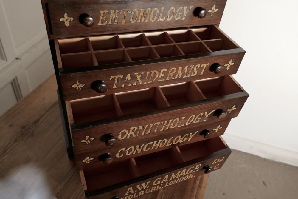 Small Natural History Collectors Cabinet, Drawers by A W Gamage LTD View III