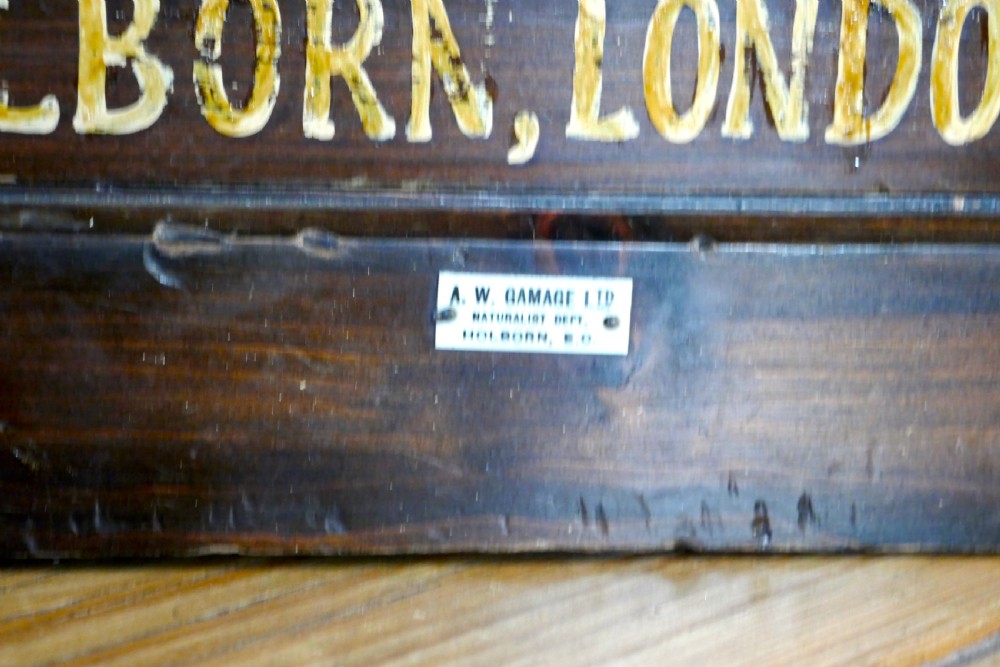 Small Natural History Collectors Cabinet, Drawers by A W Gamage LTD View VII