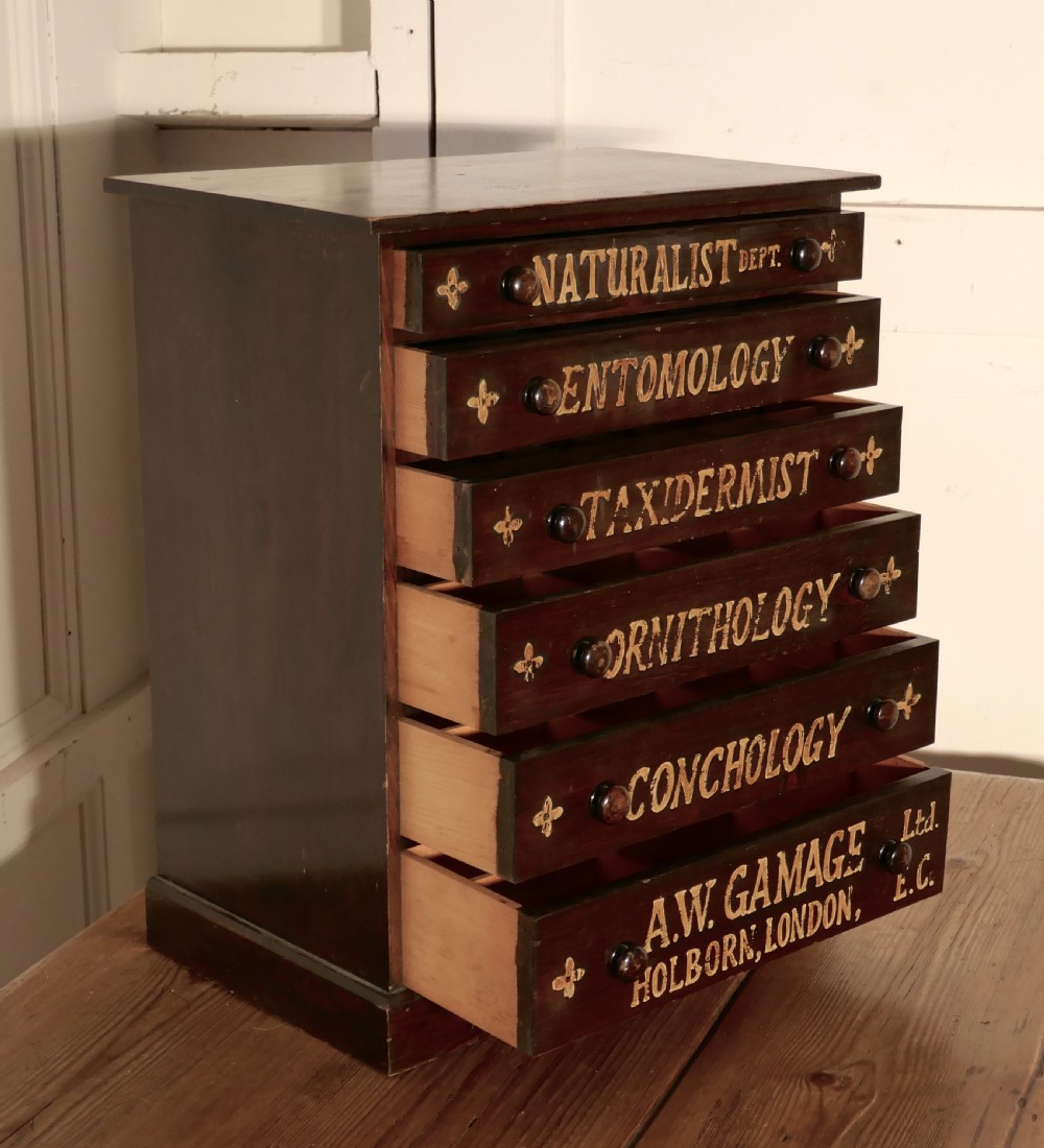 Small Natural History Collectors Cabinet, Drawers by A W Gamage LTD View IX