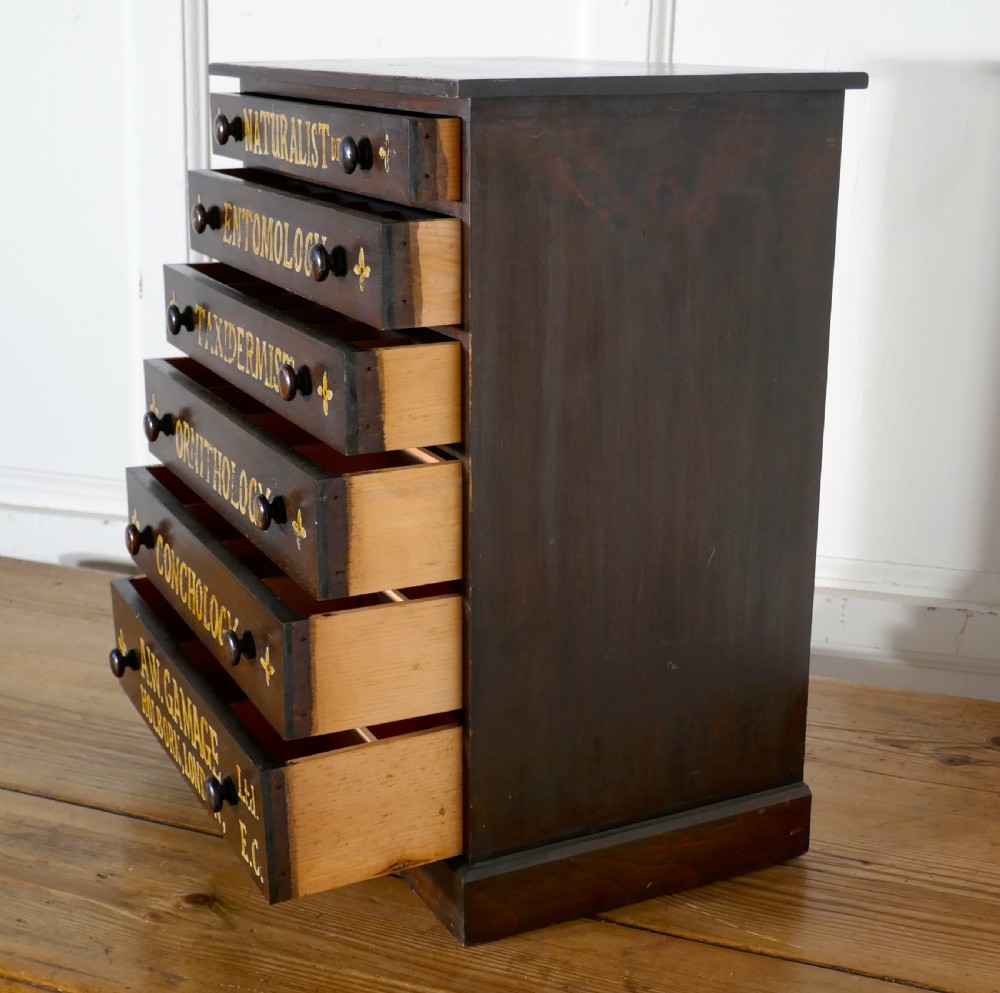 Small Natural History Collectors Cabinet, Drawers by A W Gamage LTD View X