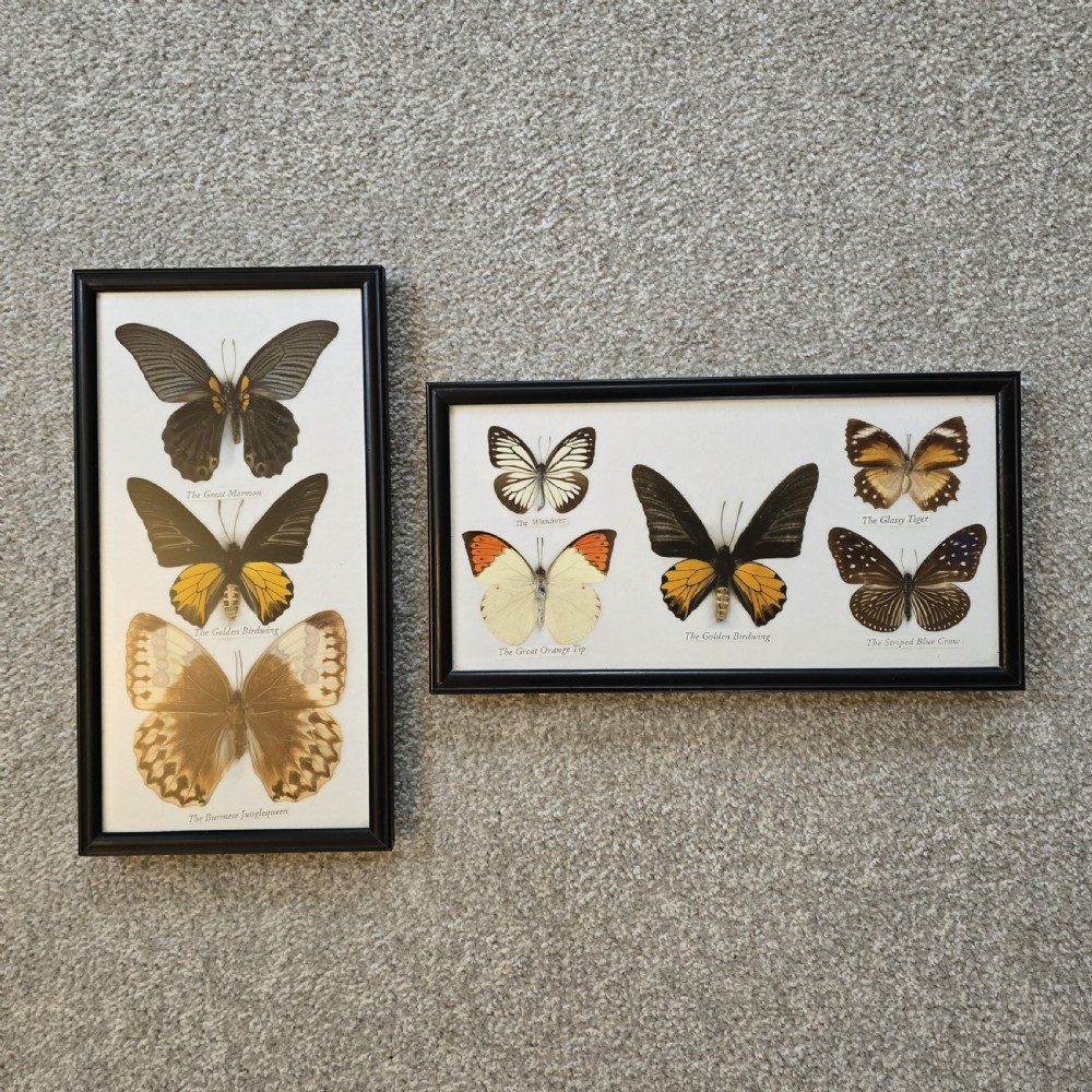 Two rectangular black-framed displays featuring preserved butterfly specimens with printed labels mounted on a white backing.