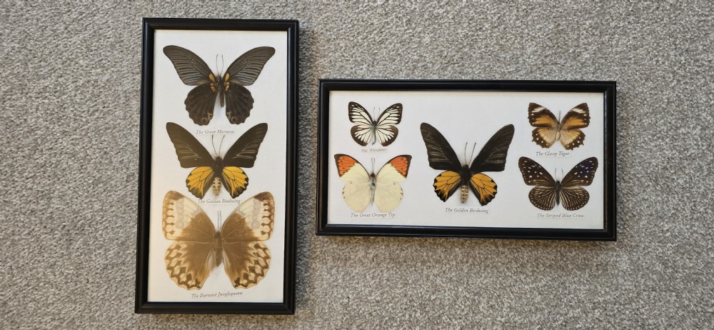 Two rectangular black-framed displays featuring preserved butterfly specimens with printed labels mounted on a white backing. View II