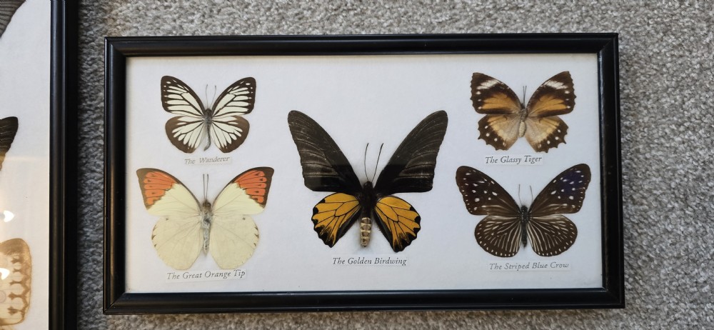 Two rectangular black-framed displays featuring preserved butterfly specimens with printed labels mounted on a white backing. View IV