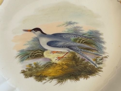 fig 1. A circular white Regency bone china plate featuring a central hand-painted Common Tern bird motif, feather border accents, and a scalloped gilt rim.