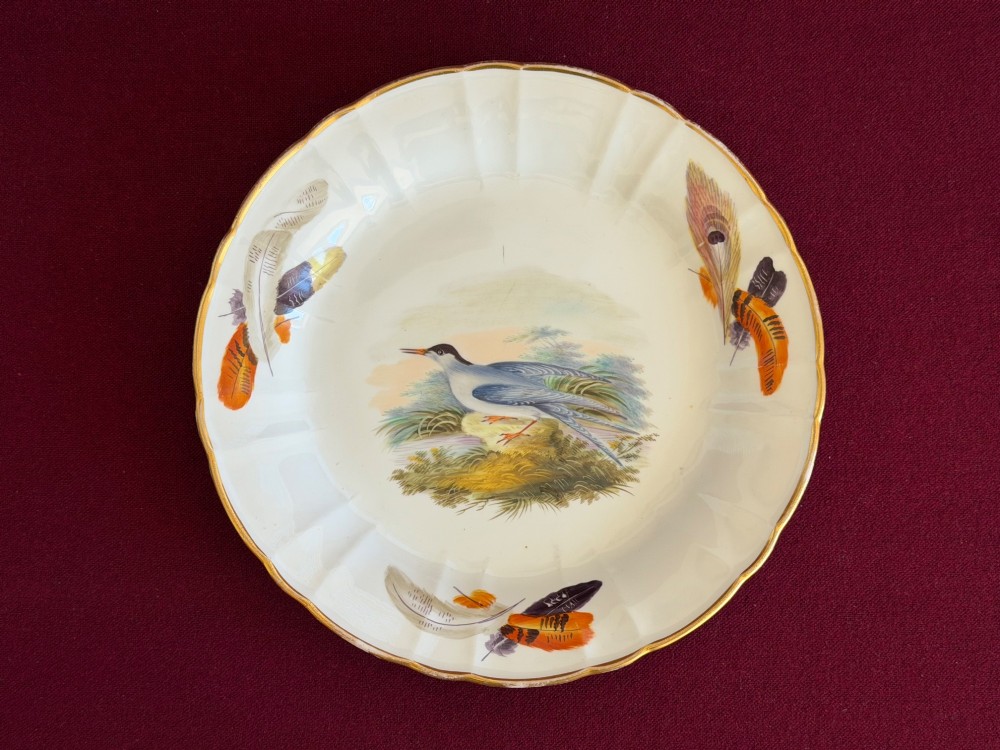 A circular white Regency bone china plate featuring a central hand-painted Common Tern bird motif, feather border accents, and a scalloped gilt rim.