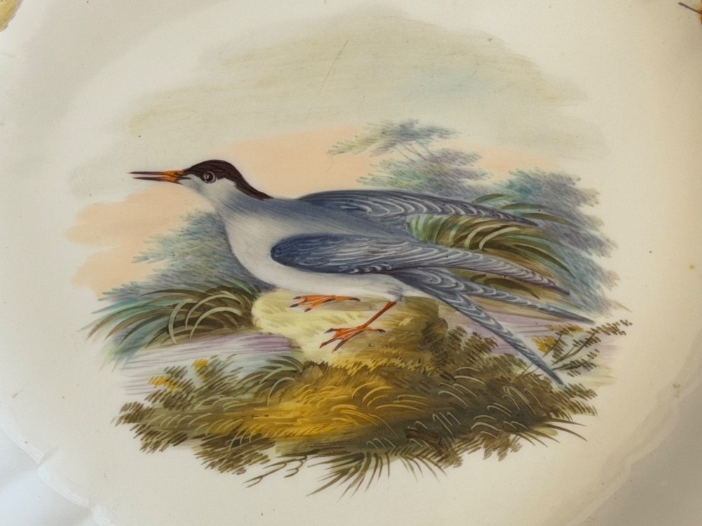 A circular white Regency bone china plate featuring a central hand-painted Common Tern bird motif, feather border accents, and a scalloped gilt rim. View II