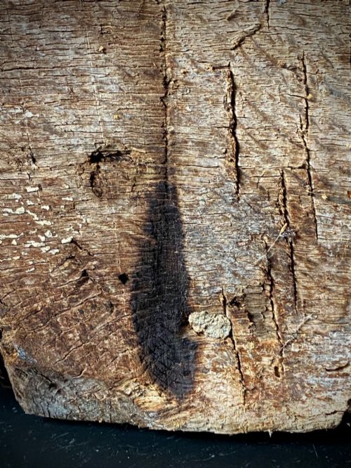 fig 2. A thick section of hand-hewn solid oak timber displaying natural wood grain, fissures, and surface burn markings.