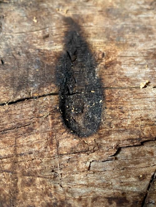 fig 2. A tall, hand-hewn 17th-century solid oak beam featuring multiple dark apotropaic taper burn marks along its weathered wood surface.