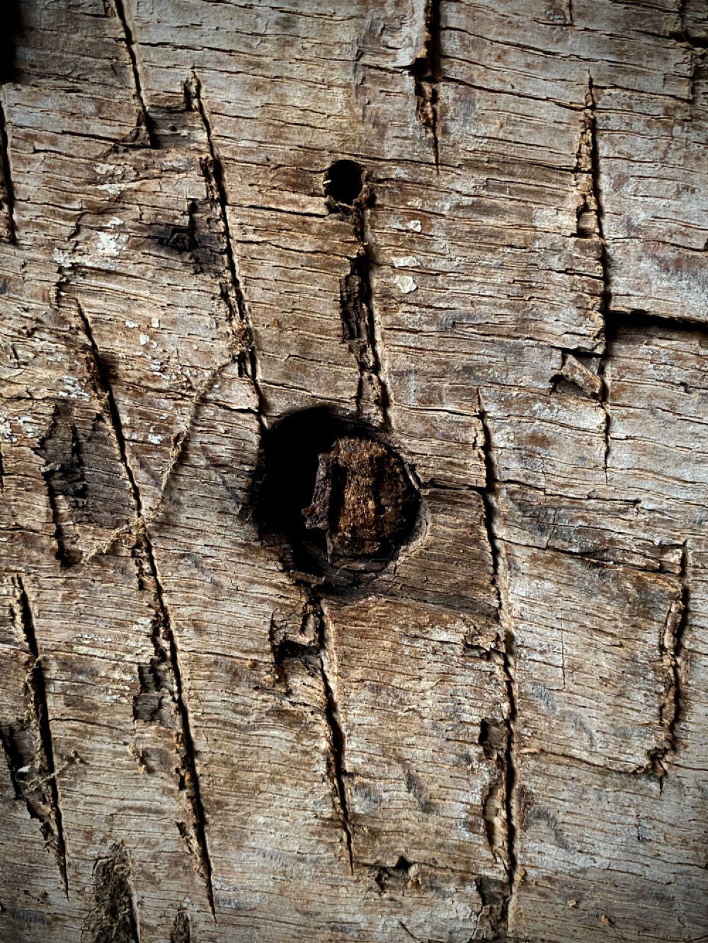 A thick section of hand-hewn solid oak timber displaying natural wood grain, fissures, and surface burn markings. View VIII