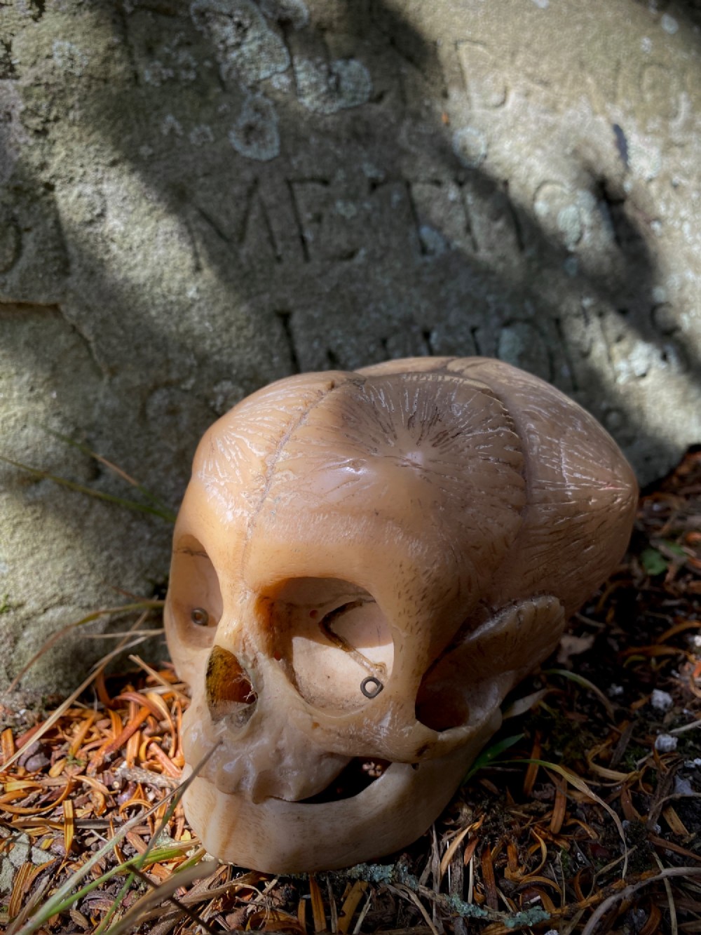 An early twentieth-century anatomical model of a foetal skull rendered in light beige composition material with visible cranial sutures. View II