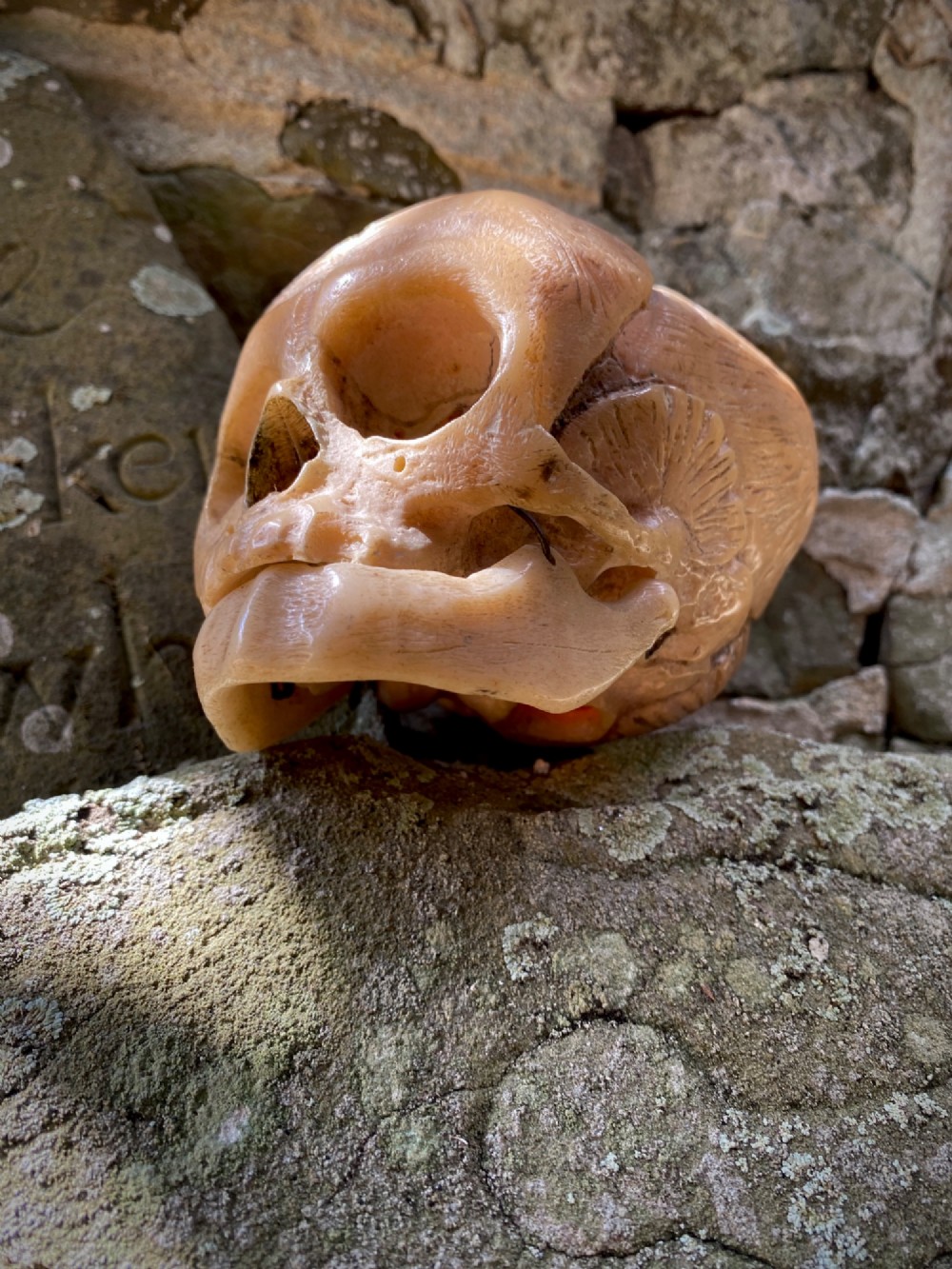 An early twentieth-century anatomical model of a foetal skull rendered in light beige composition material with visible cranial sutures. View III