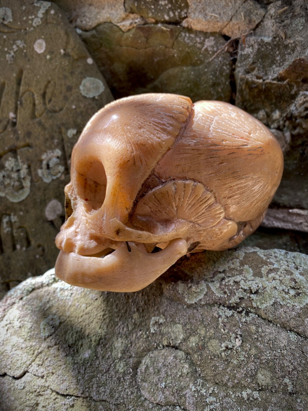 An early twentieth-century anatomical model of a foetal skull rendered in light beige composition material with visible cranial sutures. View IV