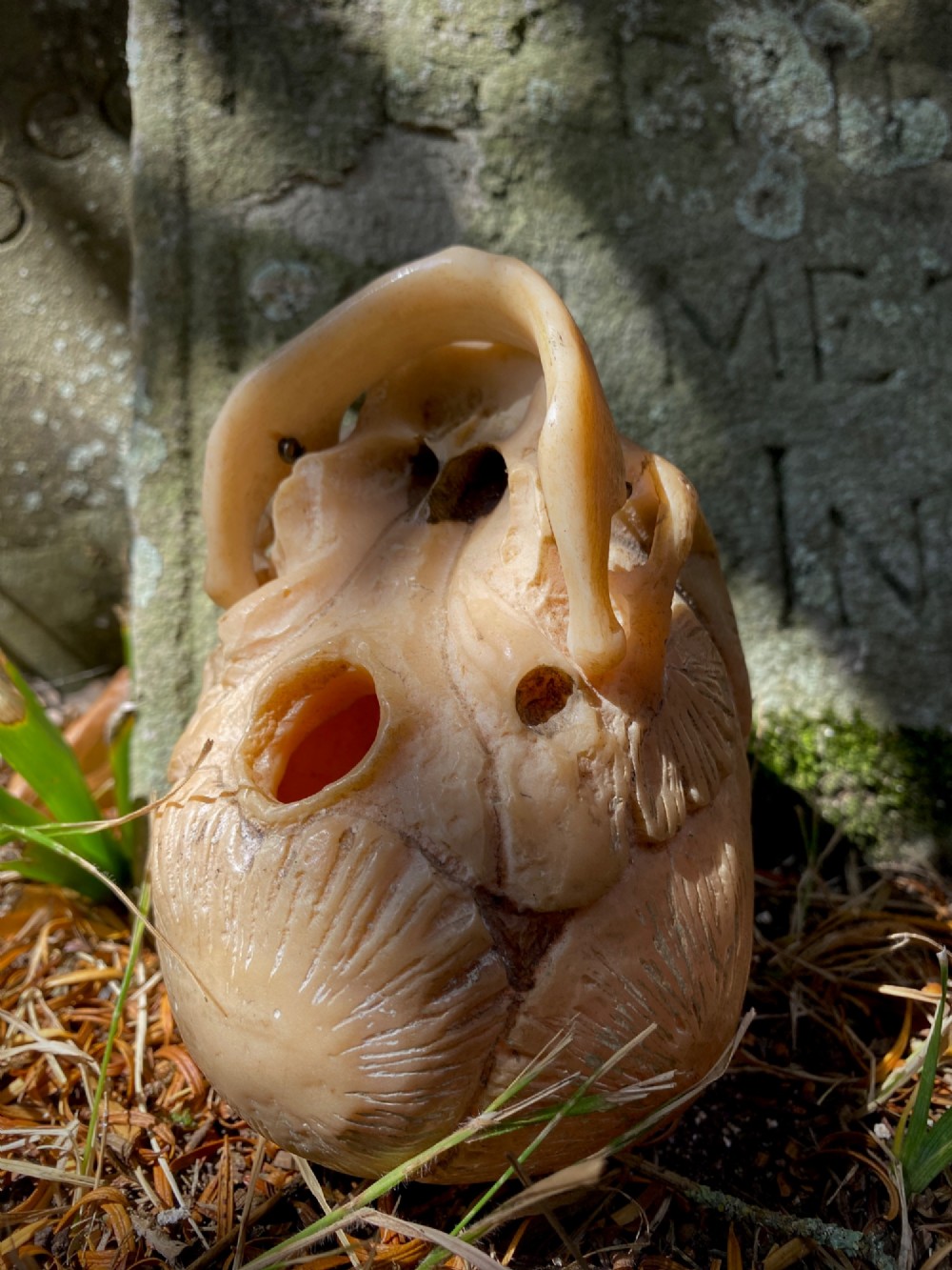 An early twentieth-century anatomical model of a foetal skull rendered in light beige composition material with visible cranial sutures. View VI