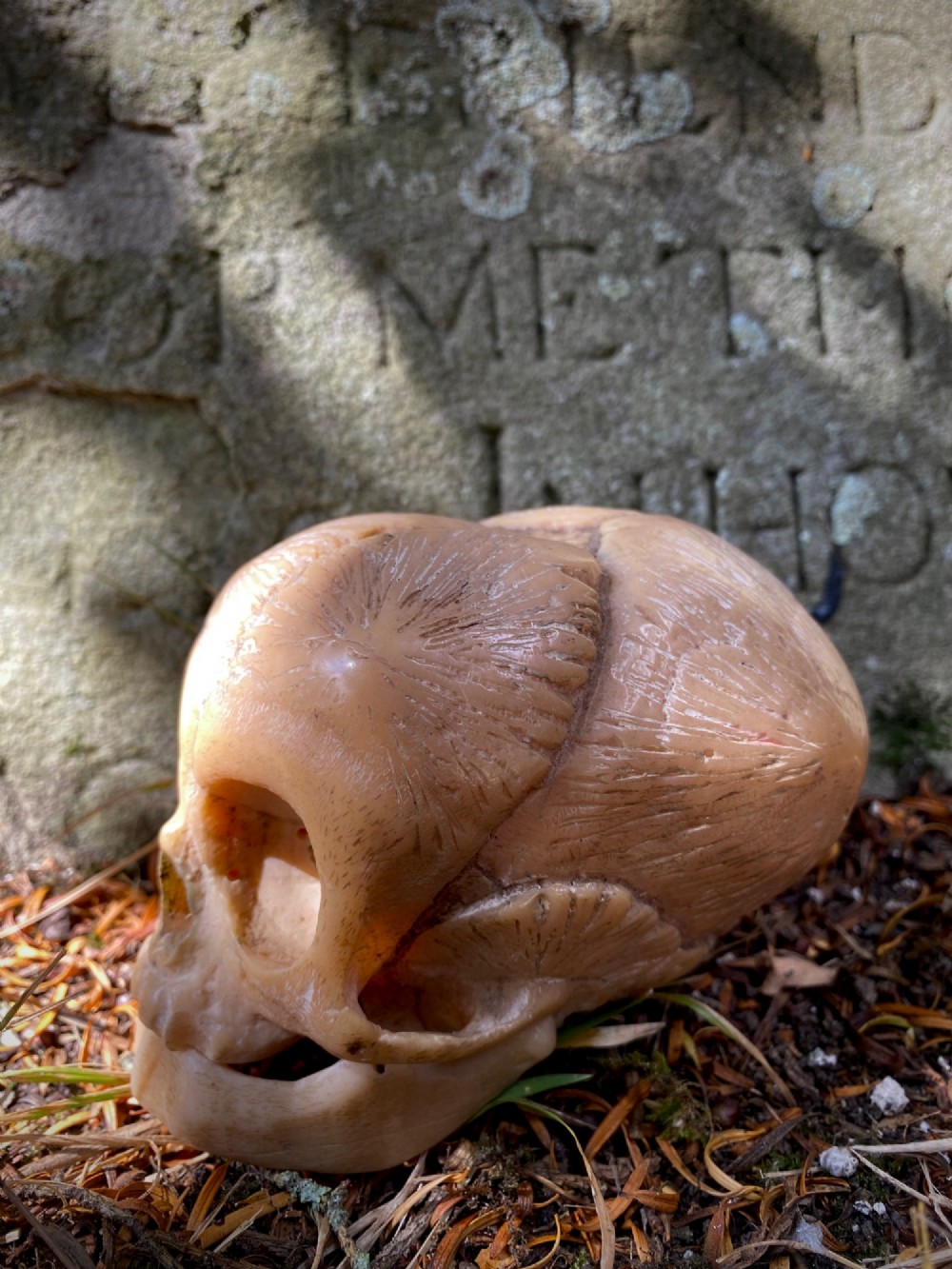 An early twentieth-century anatomical model of a foetal skull rendered in light beige composition material with visible cranial sutures. View VII