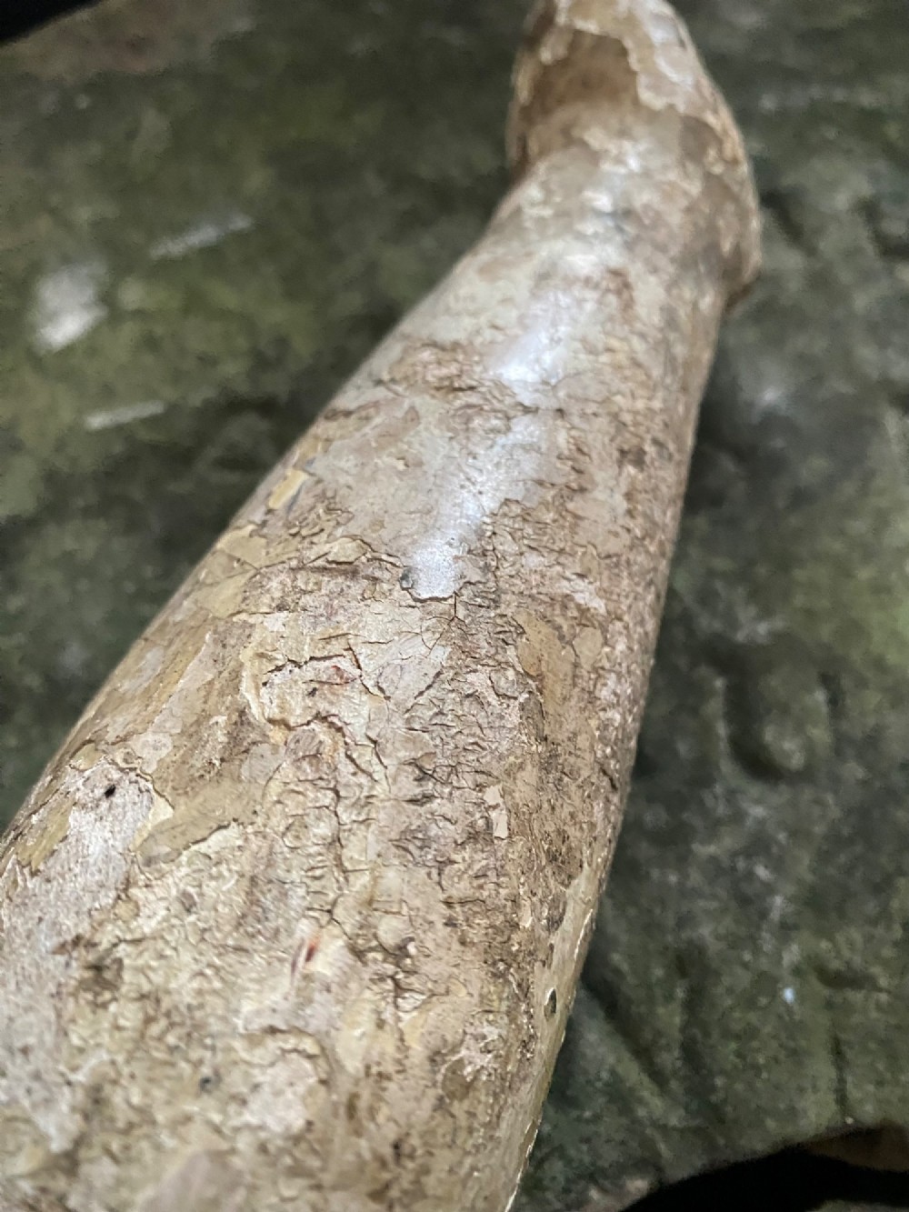 A weathered 16th to 17th century carved wooden arm fragment displaying remnants of polychrome paint and visible hand-carved details. View IV