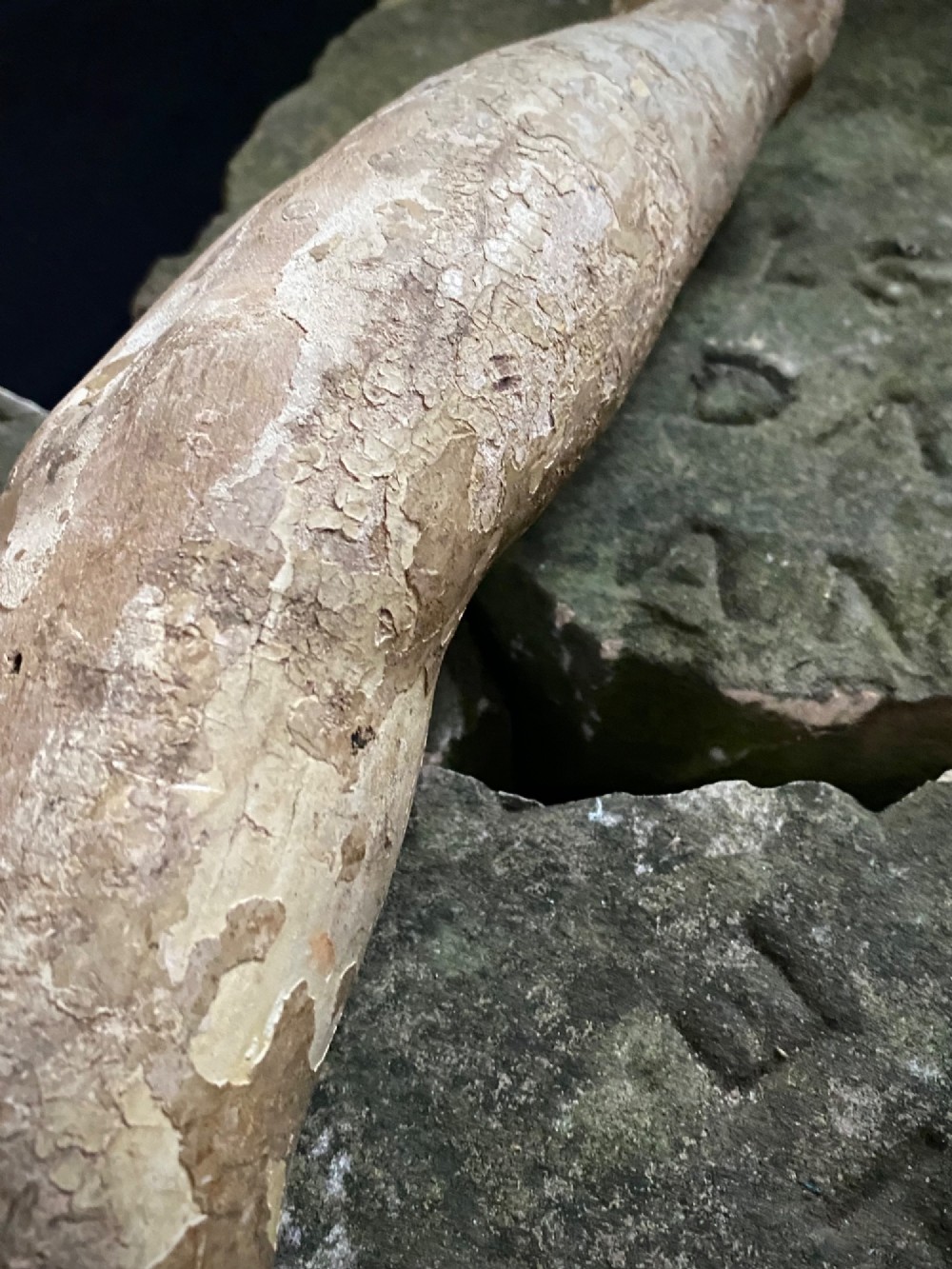 A weathered 16th to 17th century carved wooden arm fragment displaying remnants of polychrome paint and visible hand-carved details. View X