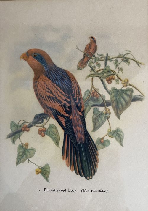 Pair of Bird Prints