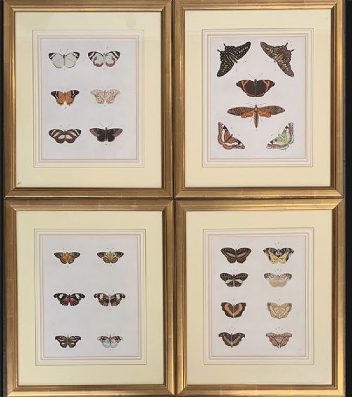Set of Four Butterfly Prints - 19th Century