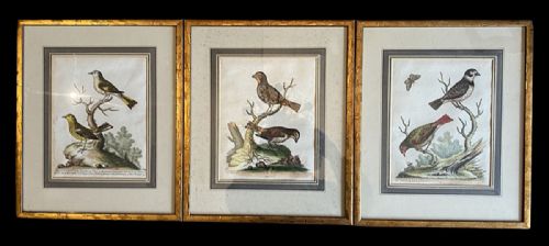 Set of  Three Bird Prints - 18th Century