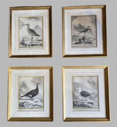 Set of Four French Sea Bird Engravings