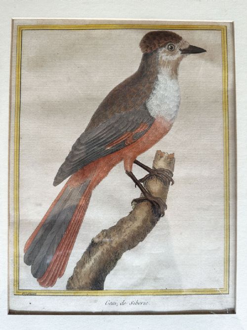 Hand Coloured Engraving - 19th Century
