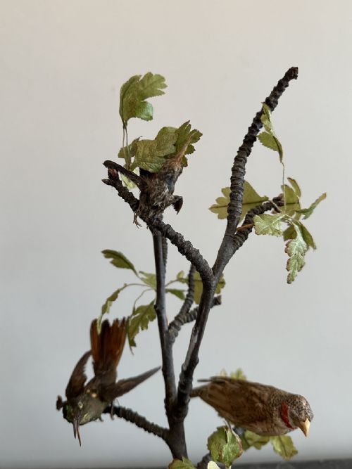 COMPOSITION OF TAXIDERMY BIRDS - ADDITIONAL PHOTO 2